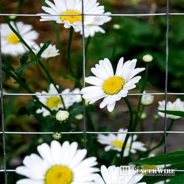 Fencer Wire 19 Gauge Green Vinyl Coated 1/2 Hardware Cloth Vegetables Garden Rabbit Fencing Snake Fence for Chicken Run Critters Gopher Racoons - Inhomebuy