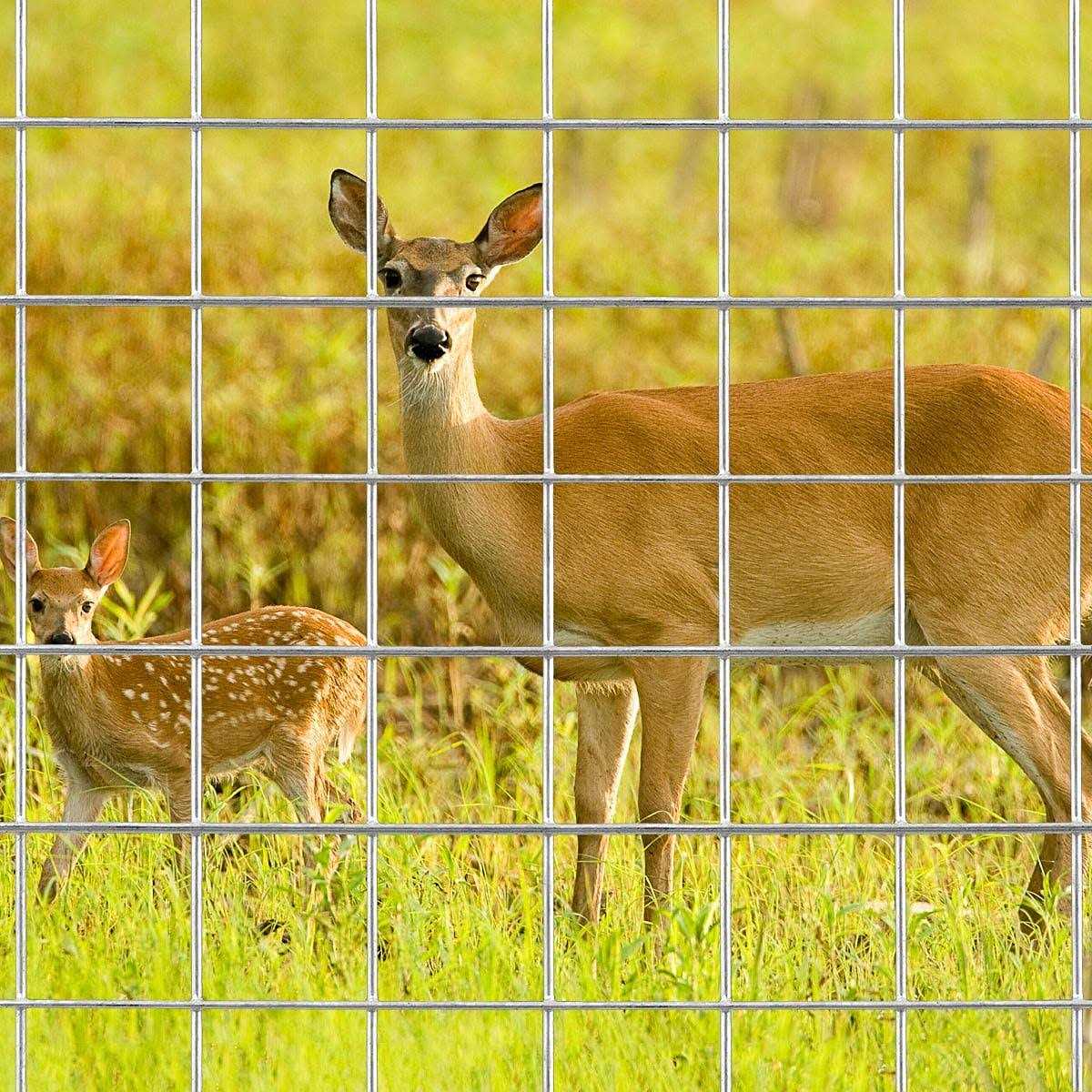 MTB Supply MTB Black PVC Coated Welded Wire Mesh Garden Economy Fence 1 Inch x 1 Inch 16GA - Inhomebuy