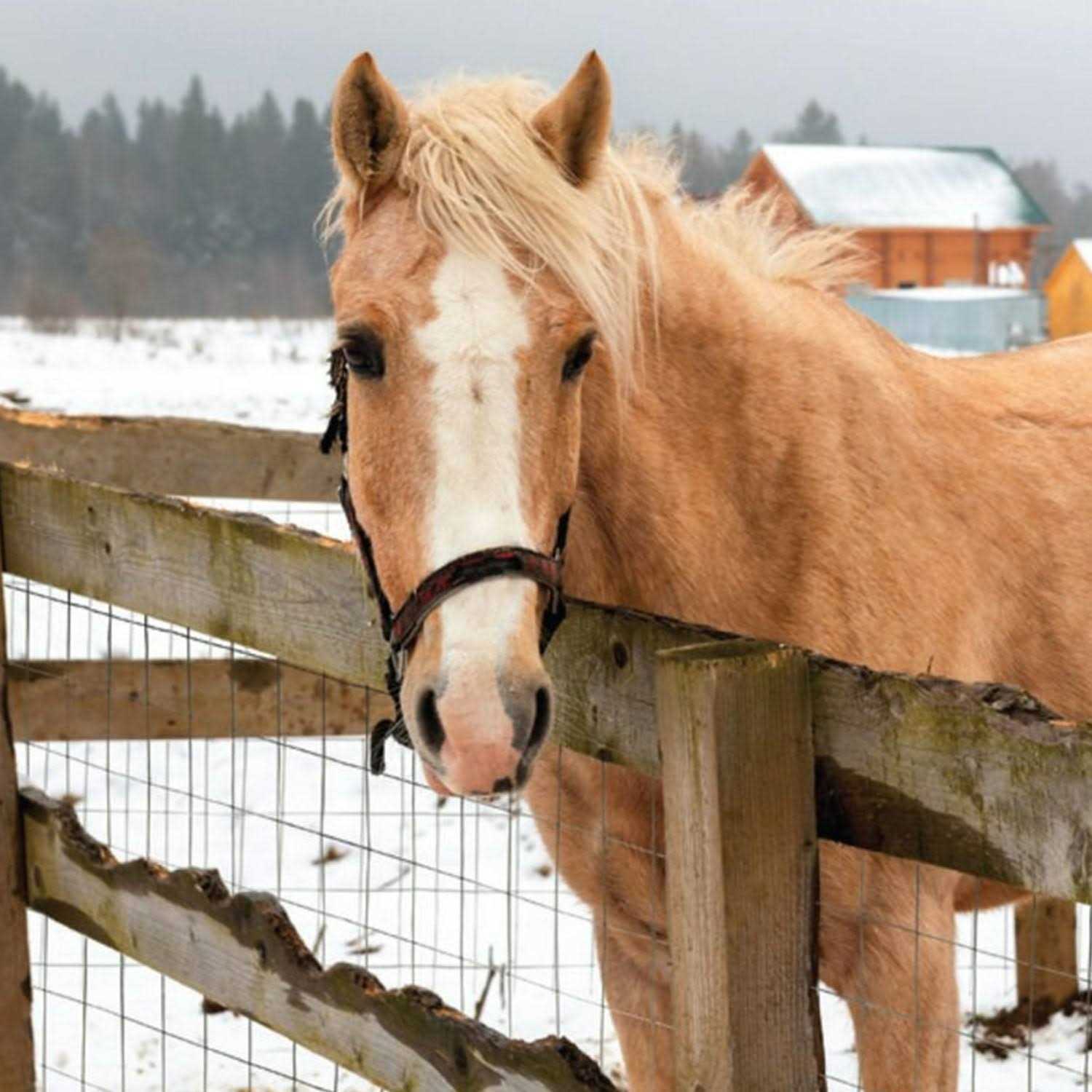 YardGard Walk Gate Hardware Set - Inhomebuy