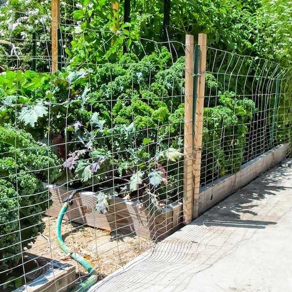 Fencer Wire 19 Gauge Green Vinyl Coated 1/2 Hardware Cloth Vegetables Garden Rabbit Fencing Snake Fence for Chicken Run Critters Gopher Racoons - Inhomebuy