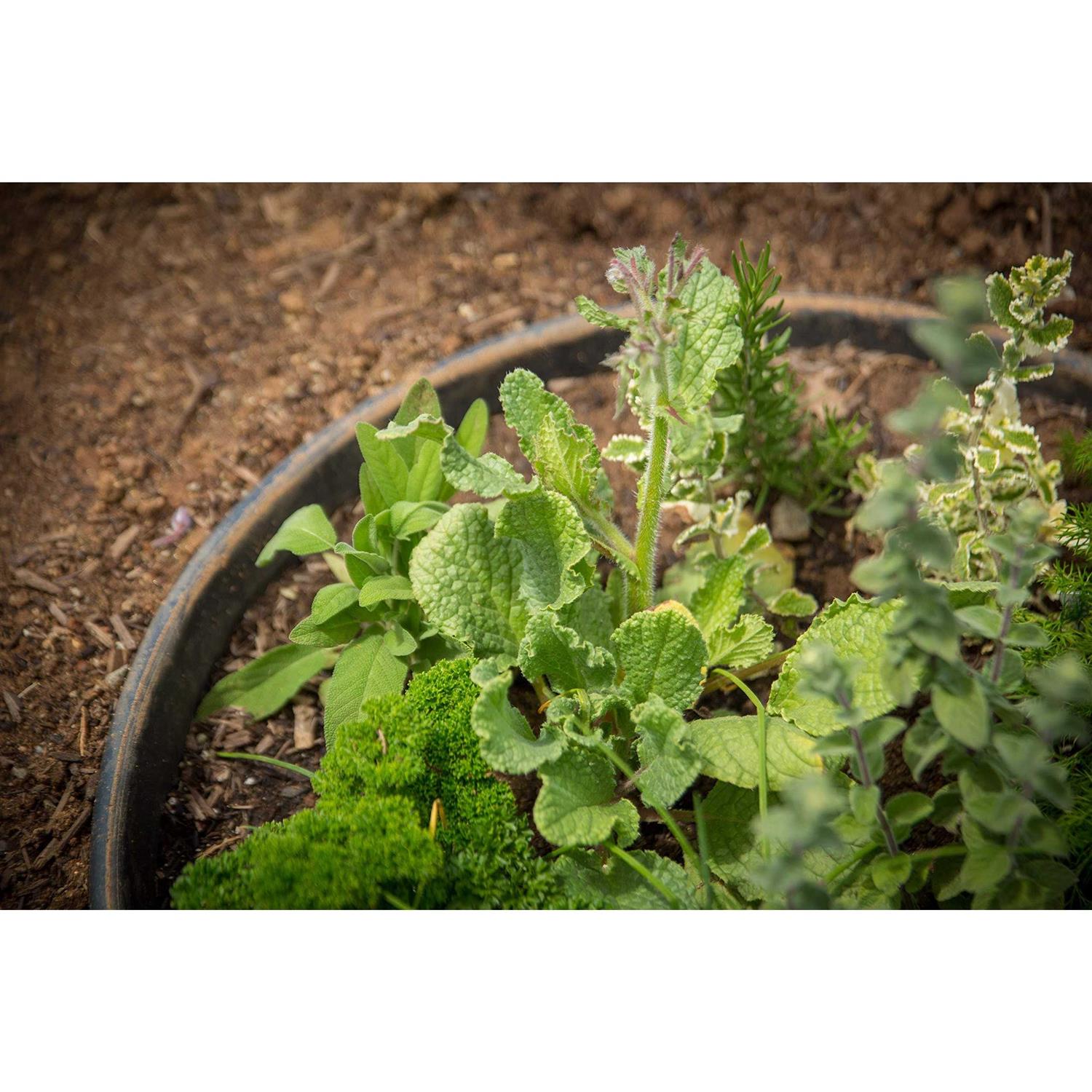 Waterrounds Planting Rings. Landscape Garden Protective - Inhomebuy