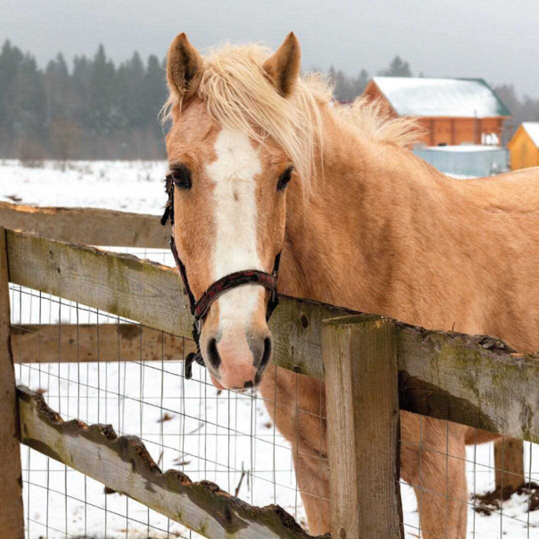 YARDGARD 309222A Galvanized Welded Wire Fence - Inhomebuy