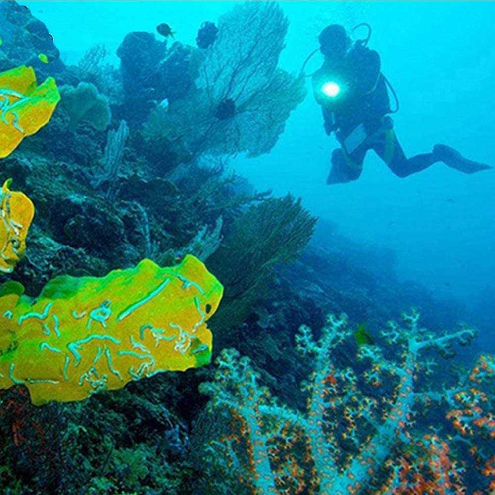 Windansea Flooring Sample with UV Acrylic Finish by CALI Vinyl - Inhomebuy